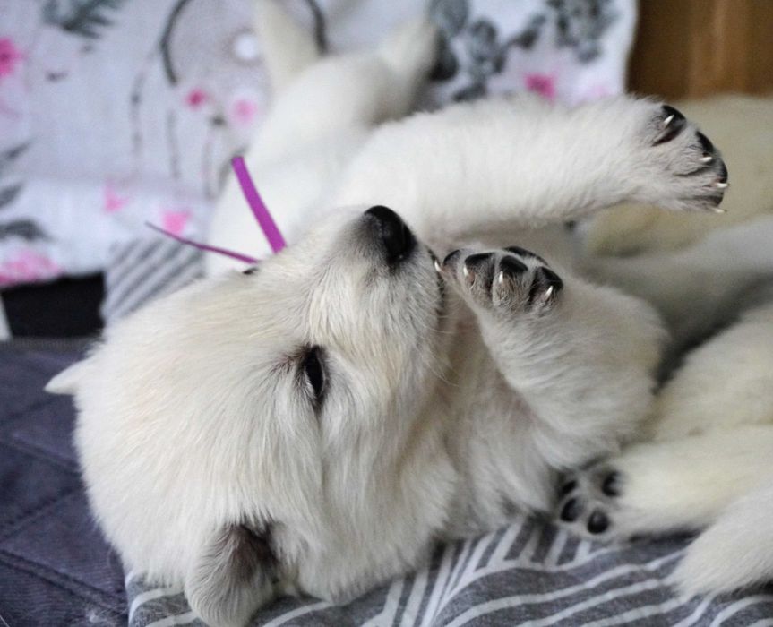 Biały Owczarek Szwajcarski FCI