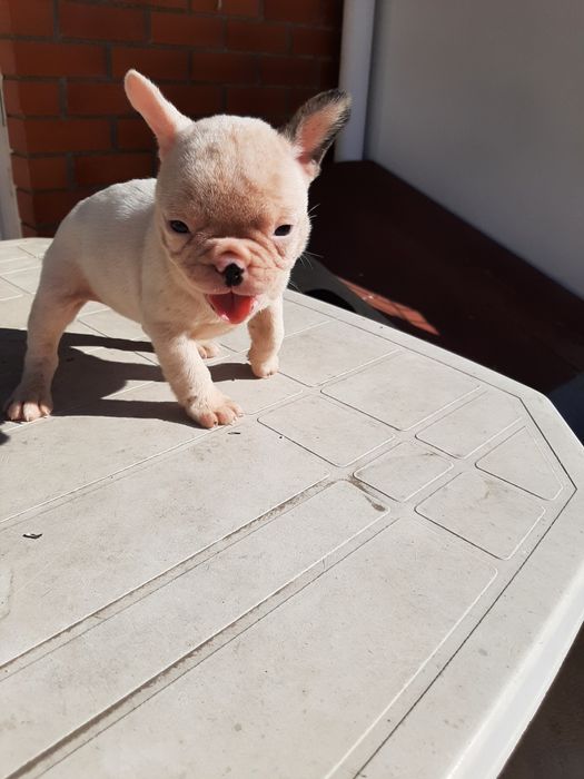 Buldog Blue&fawn pead