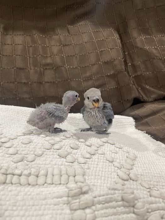 Agapornis azuis para acabar de criar à mão