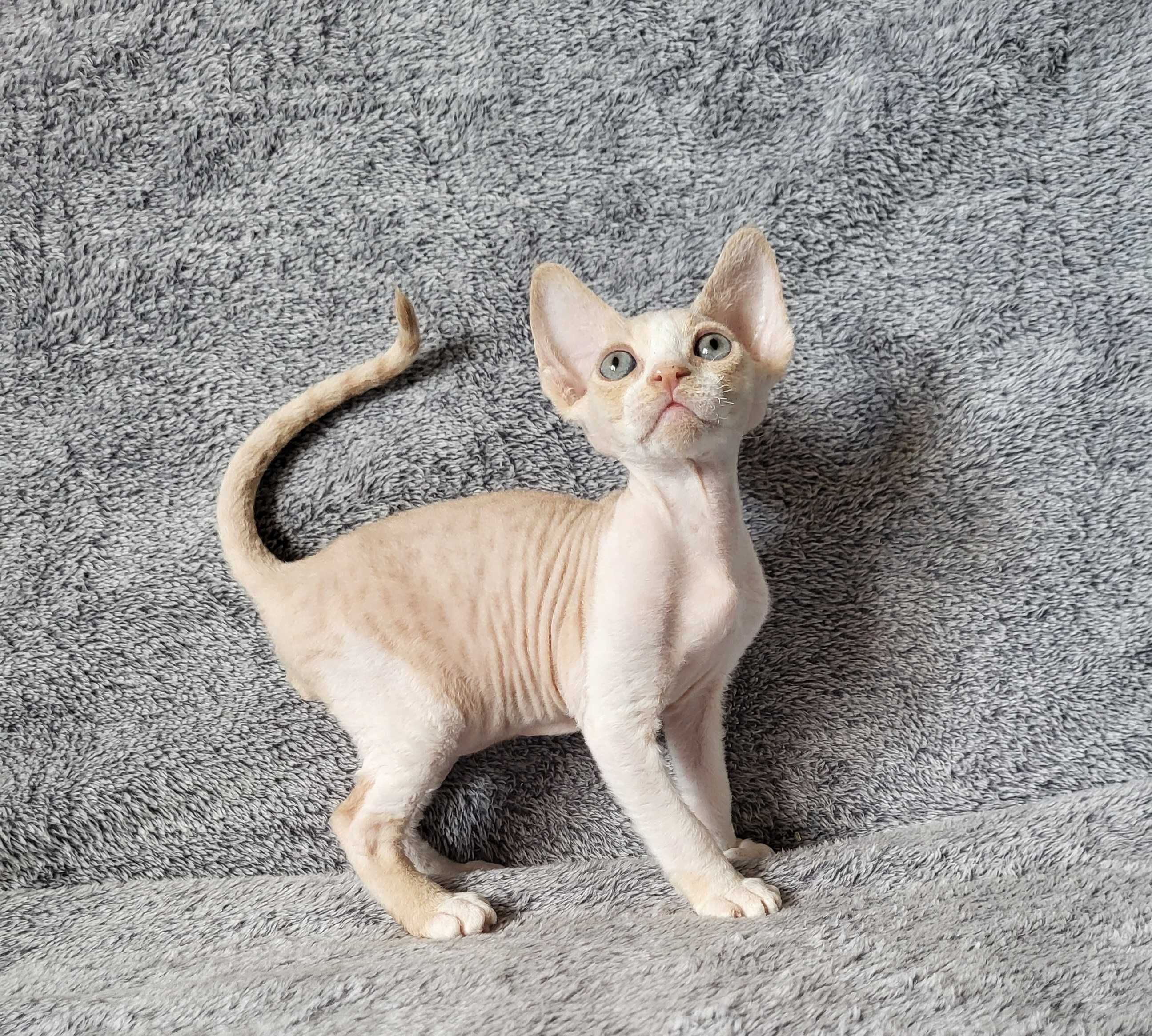 Devon rex Kremowy kocurek z bielą FPL