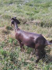 Англо-нубийская коза