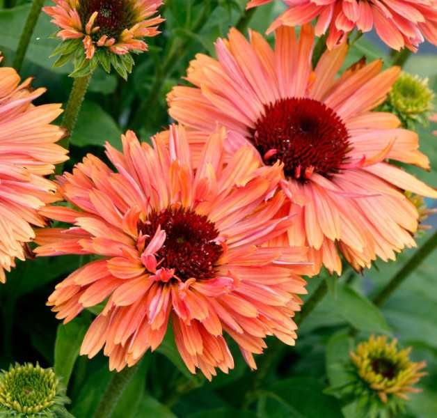 JEŻÓWKA FRESCO APRICOT - sadzonki w doniczkach