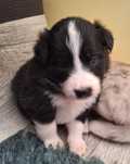 Suczka Border Collie ZKWP/FCI