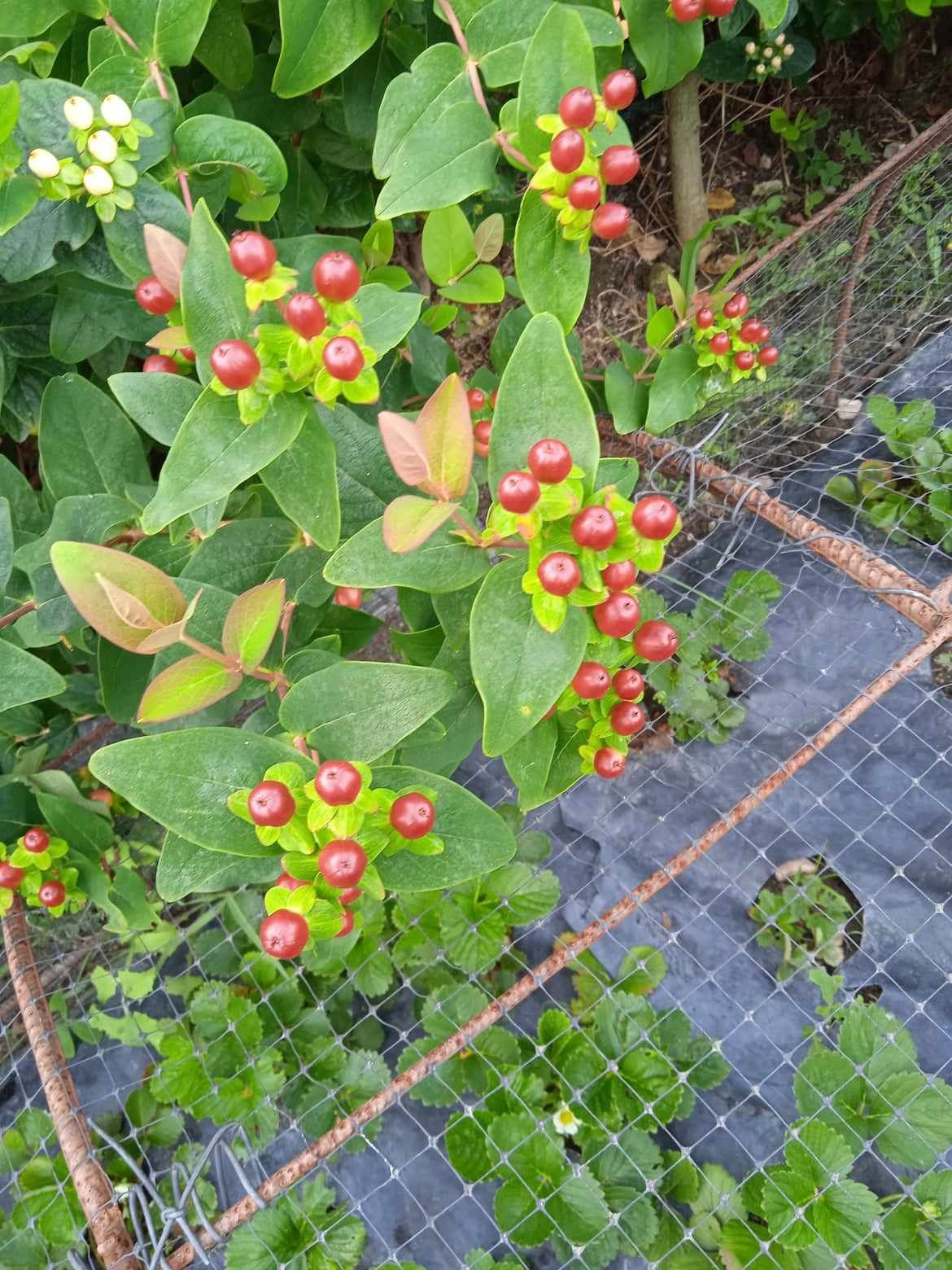 Vendo  flores para fazer arranjos três cores