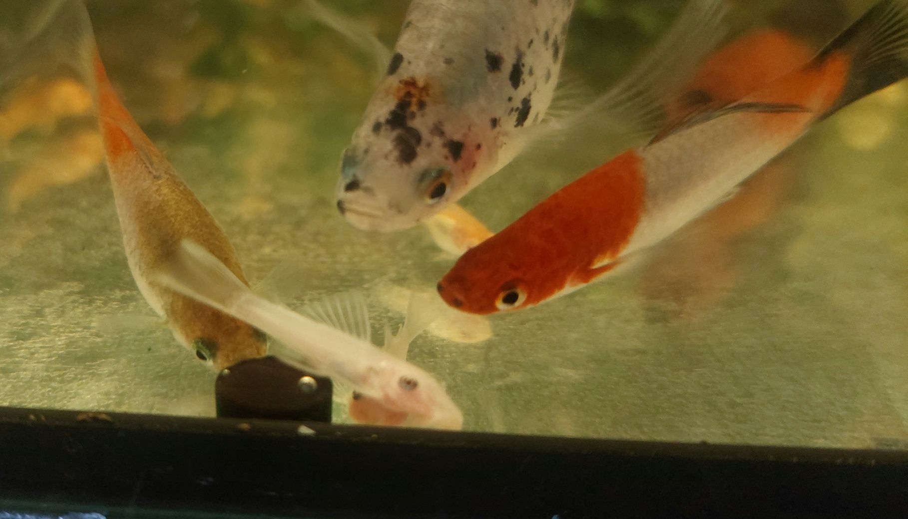 Zbrojnik ancistrus L144 snow white