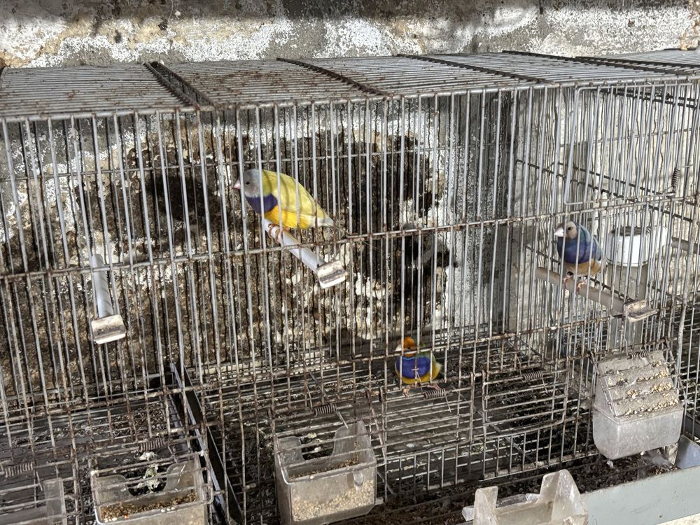 Diamante gould,gaiolas e acessorios