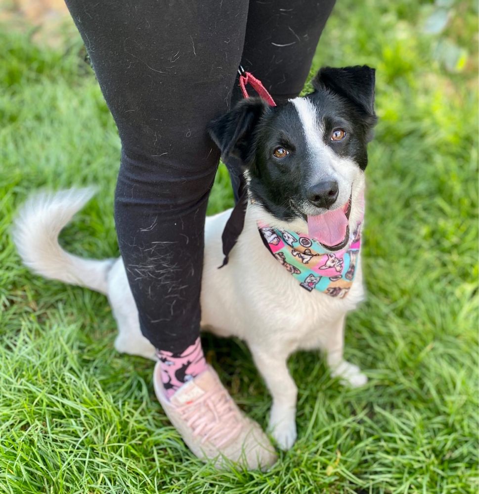 Dżemik wrócił z adopcji. Proszę podaruj mu dom na zawsze. Adoptuj