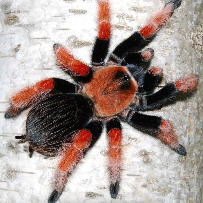 самка Brachypelma boehmei паука птицееда для новичков животное
