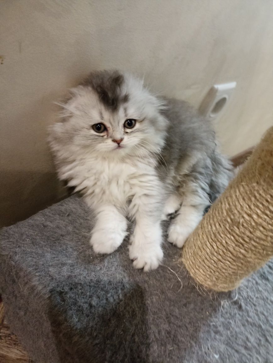 Котики шотландські