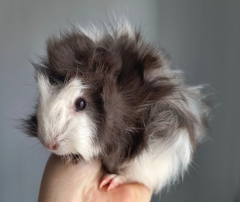 Świnki morskie 5 tygodni