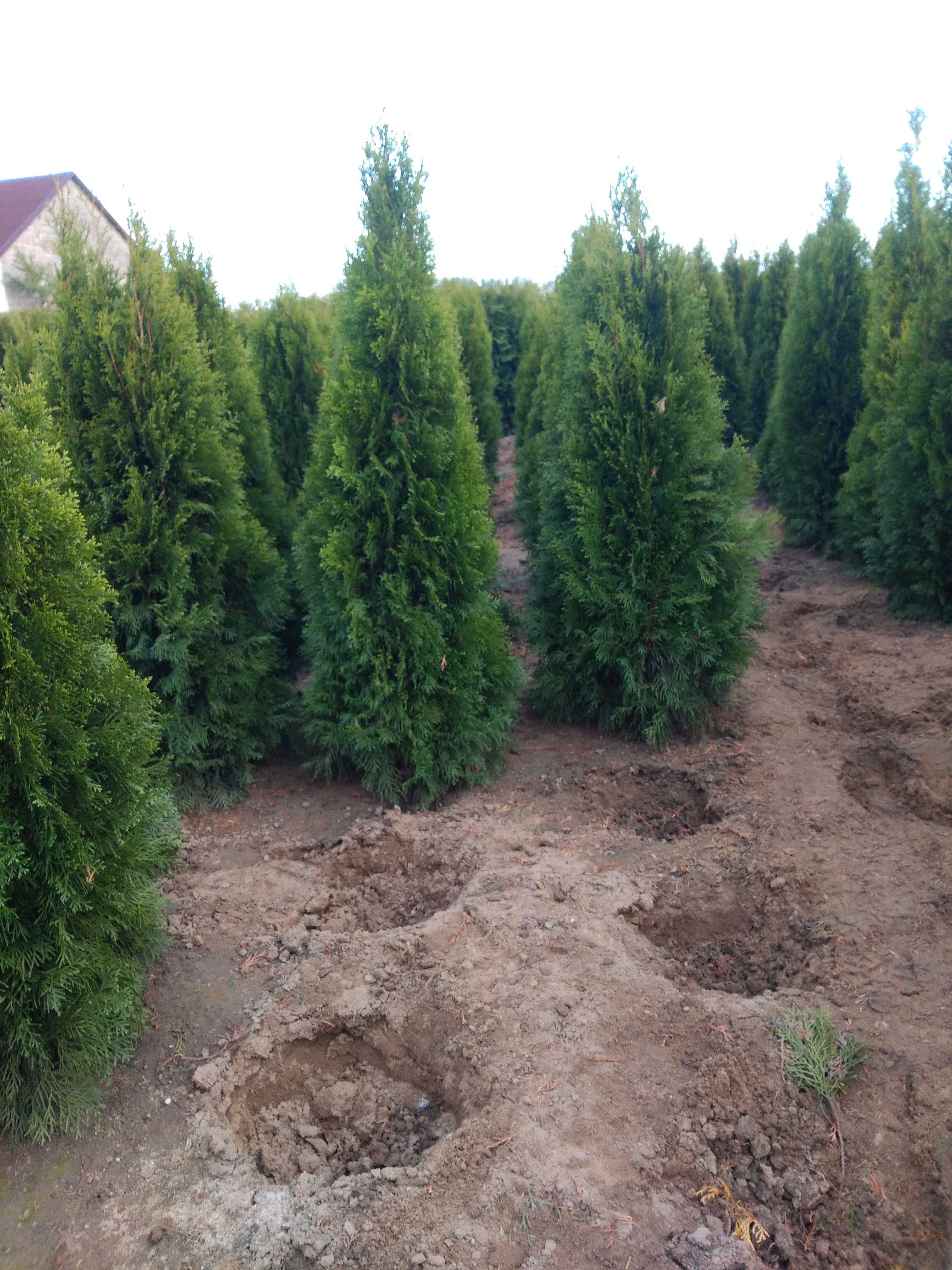 Tuja Szmaragd 160-200.Wyprzedaż.