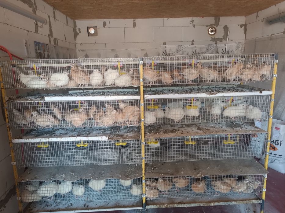 Інкубаційне яйце перепела