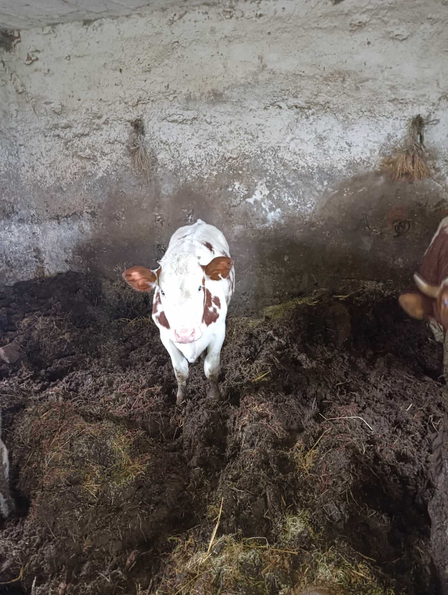 Na sprzedaż cztery jałówki i jeden byczek okolo 300 kg - 350 kg.