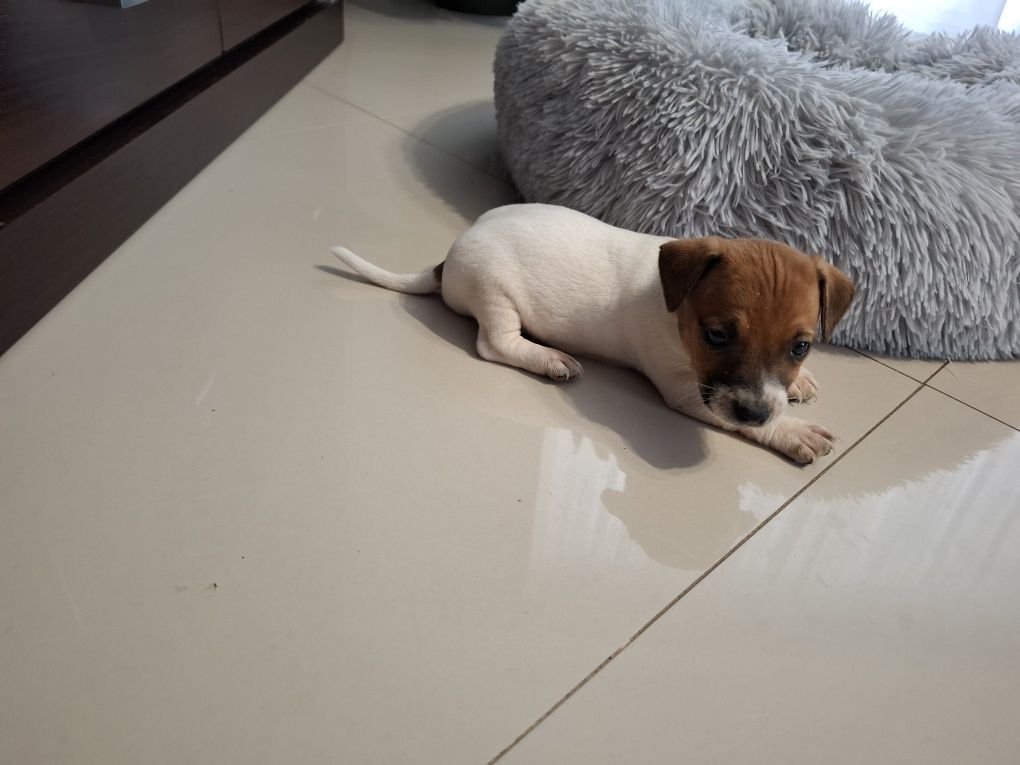 Jack Russell Terrier piesek
