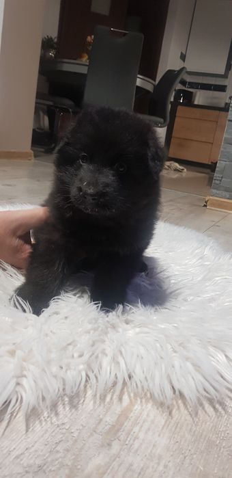 Owczarek niemiecki czarny pies zaszczepiony odrobaczony