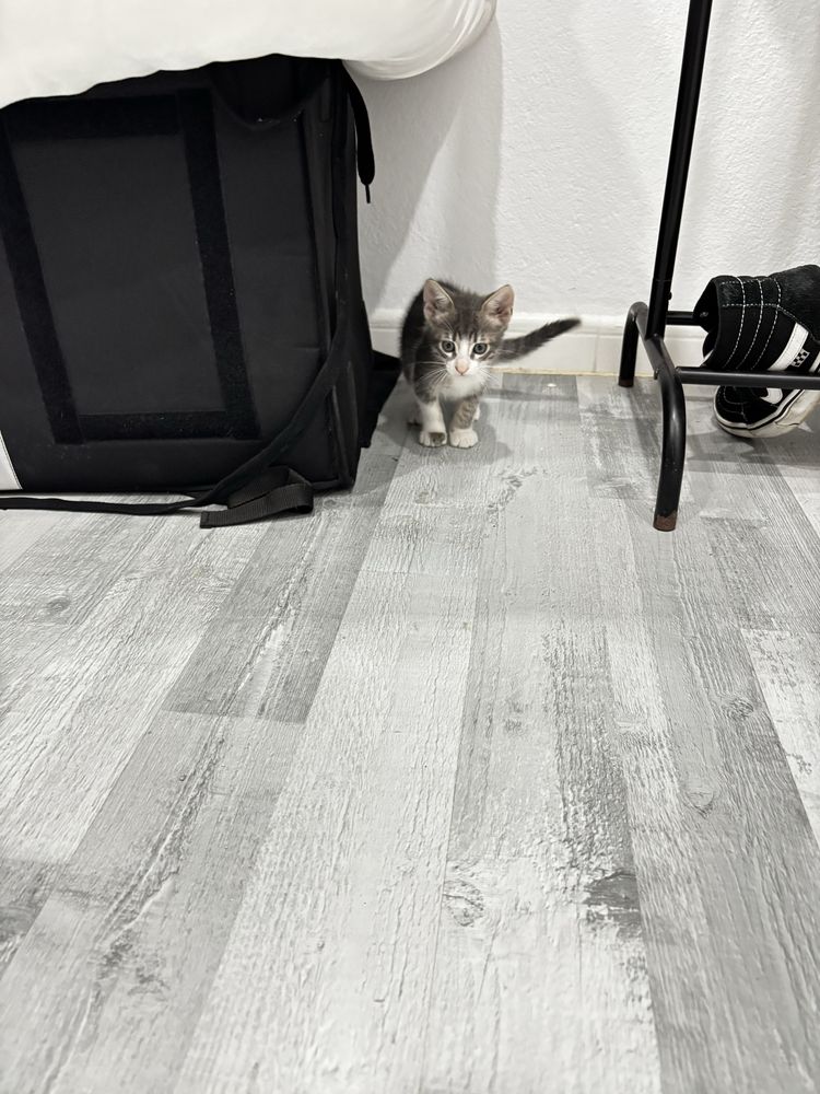 Gata femia filhote
