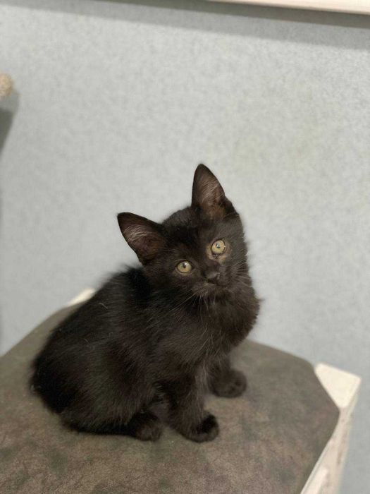 Красивые малыши котята ищут дом