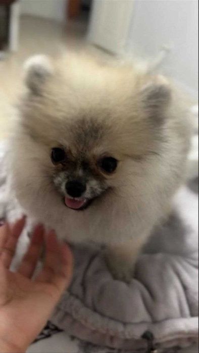 Procuramos um novo lar para o nosso cachorrinho