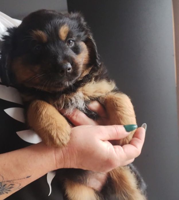 Oddam pieski w dobre ręce