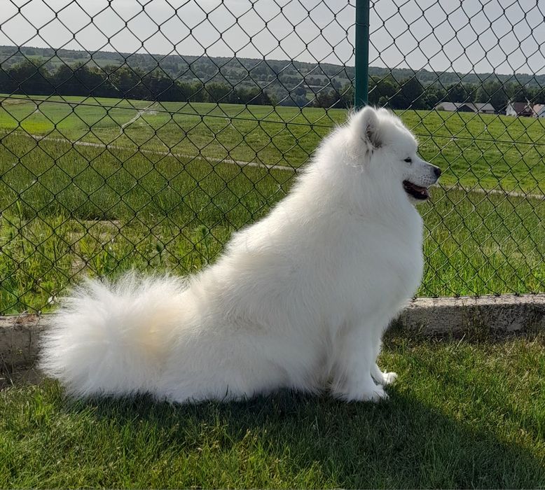 Samoyed samojed piesek do odbioru!