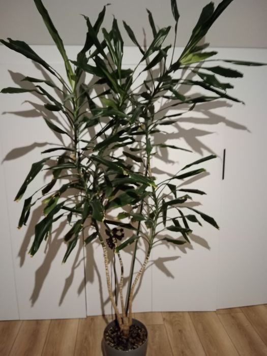Roslina- kwiatek Juka ok.1.80 m