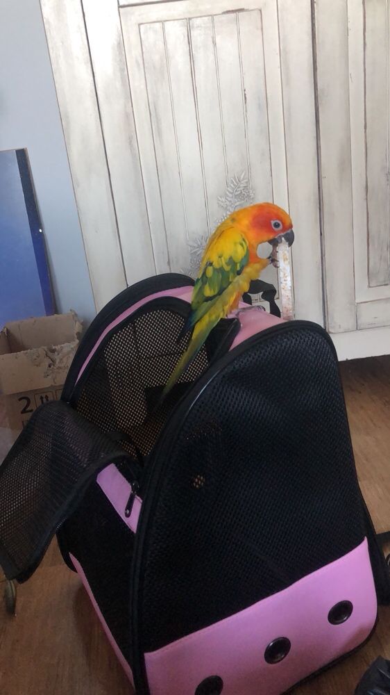 Transporter dla papug ptaki torba plecak ptak papuga nowy