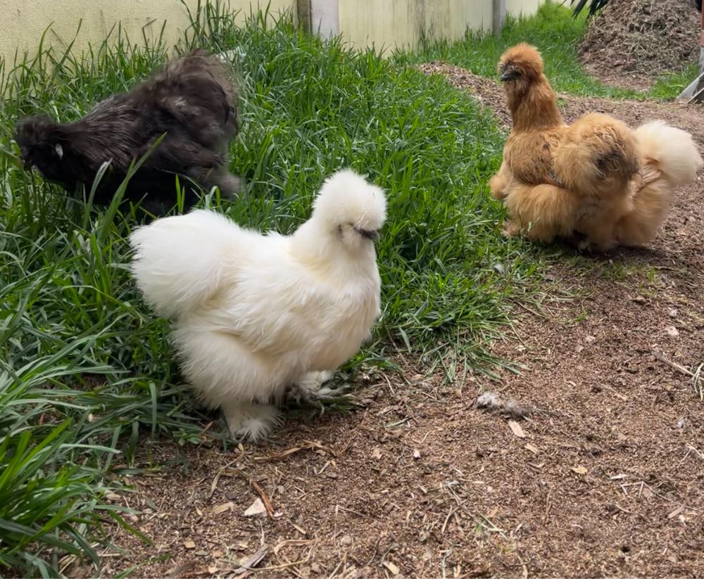 Ovos de Sedosa do Japão linha USA