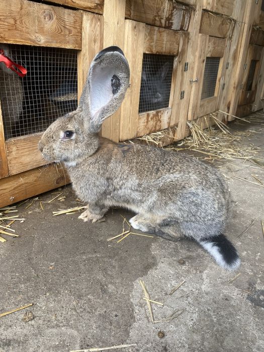 Belgijski olbrzym szary