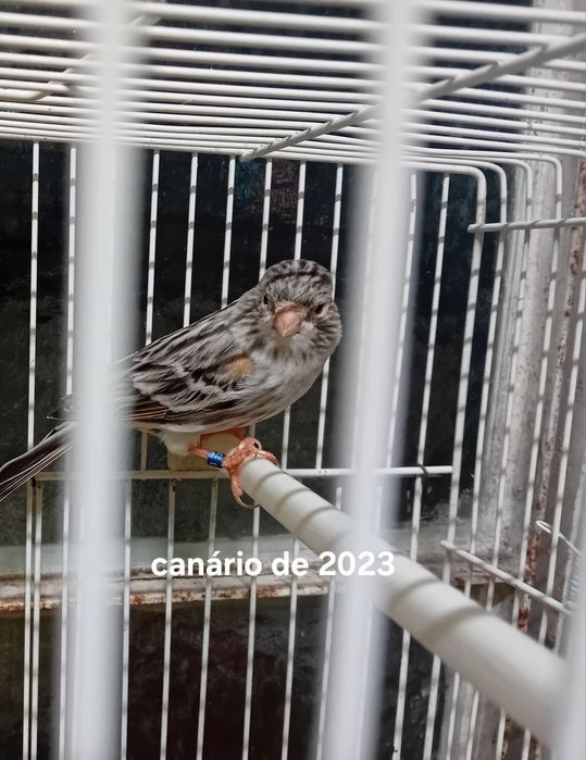 Canarias de 2023,2024