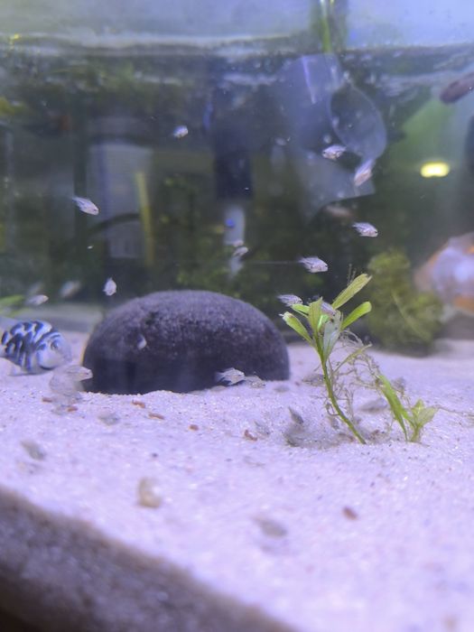 Peixe papagaios anão