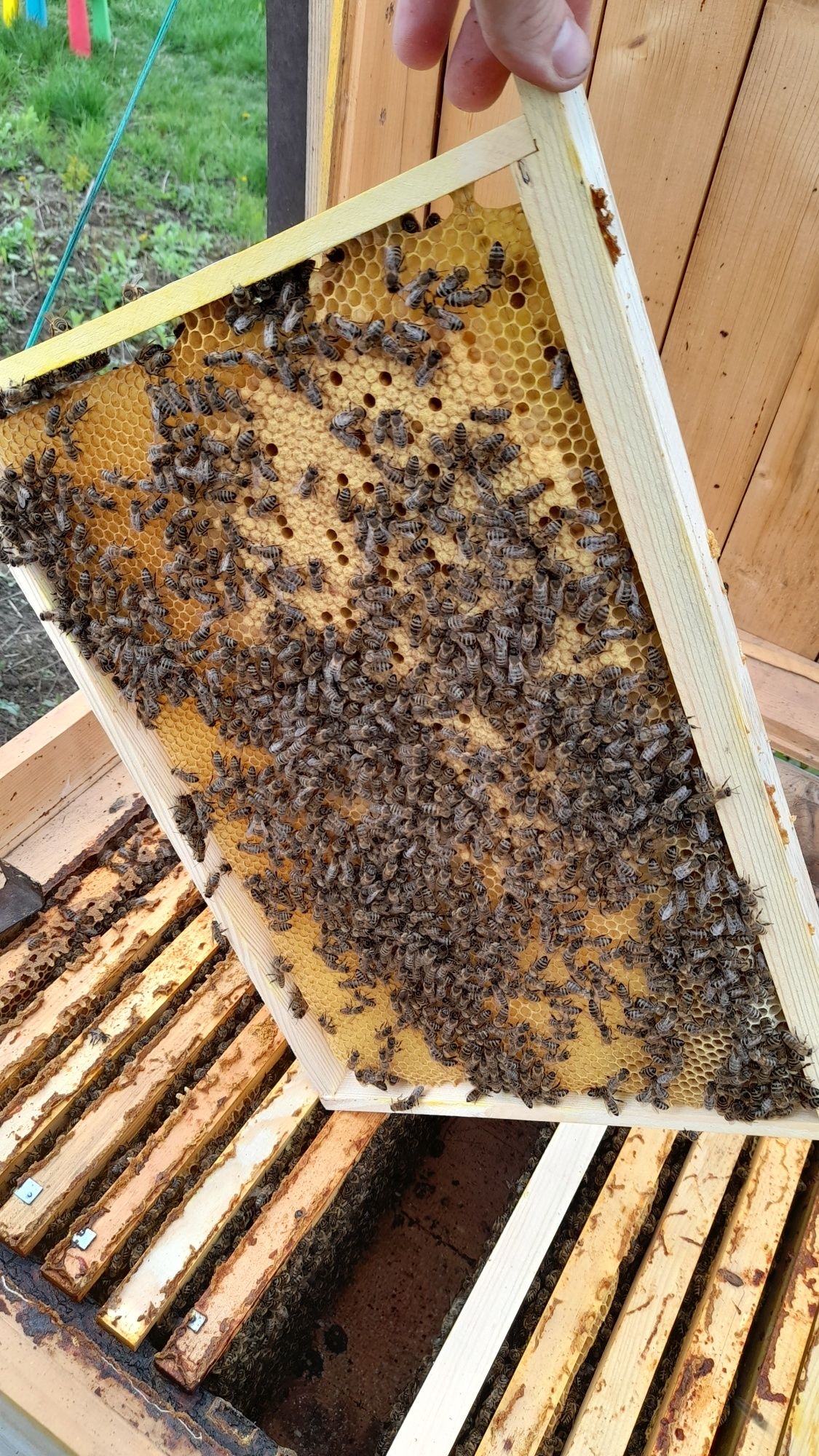 Пчелопакеты, пчелосемьи, пчеломатки.