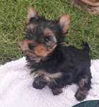 Yorkshire terrier szczenię
