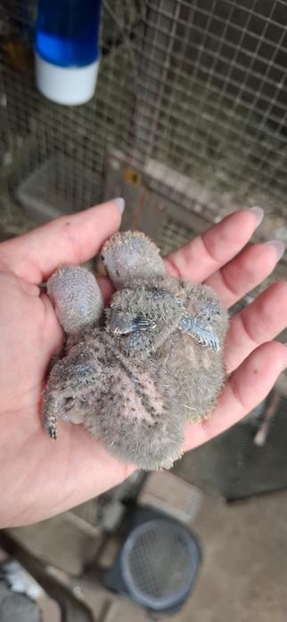 caturas  e  rosicollis  para Criar  a mão