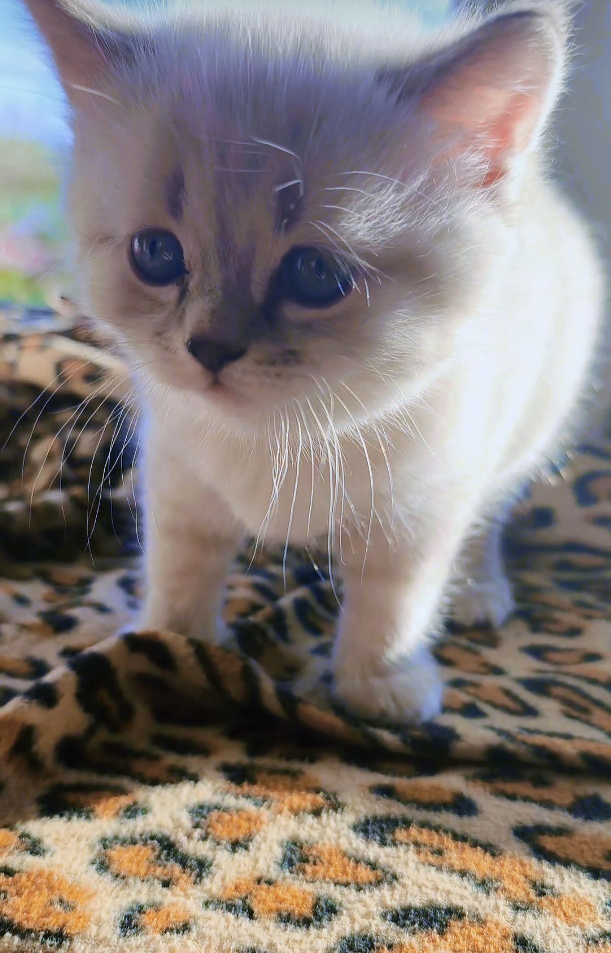 Шотландський котенок линкс поинт