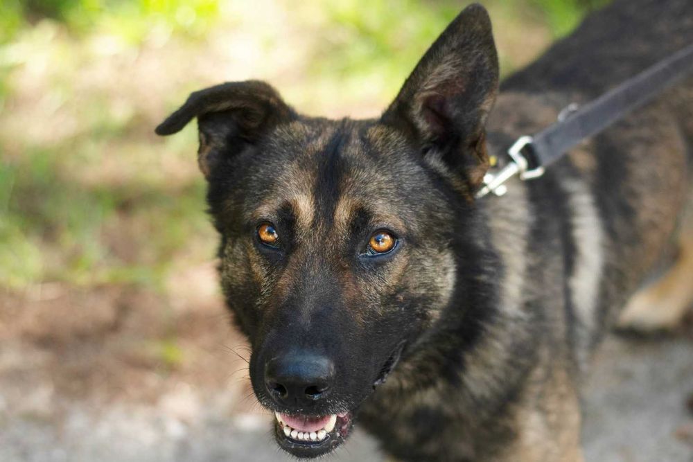 TAJGER - przemiły i ułożony kawaler w typie owczarka staroniemieckiego