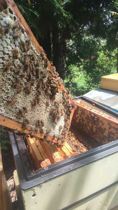 Miód wielokwiatowy, lipowy, leśny oraz rzepakowy z własnych pasiek