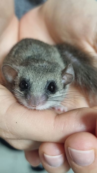 Popielica Afrykańska