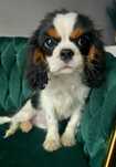 Cavalier King Charles Spaniel