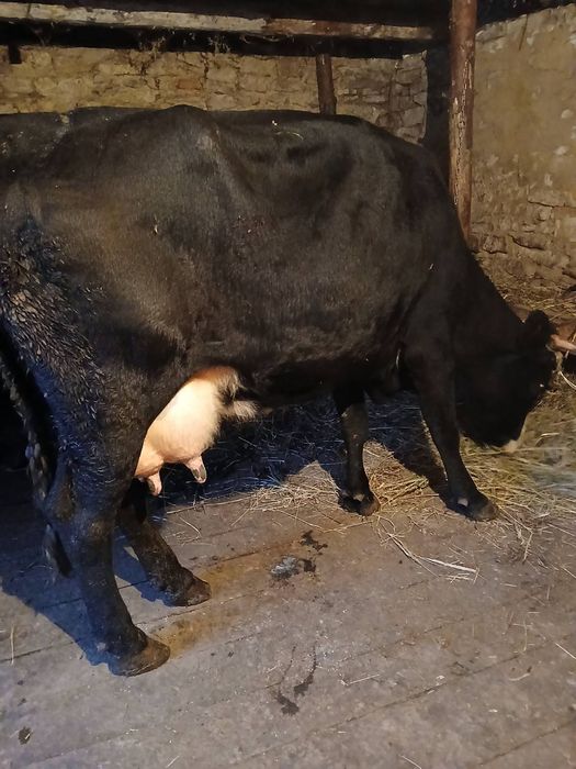 Продається корова