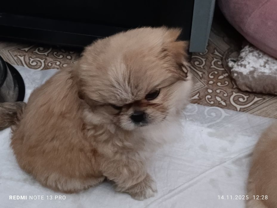 Щенки королевского короткошерстного  пекинеса , цуценята пекінесу