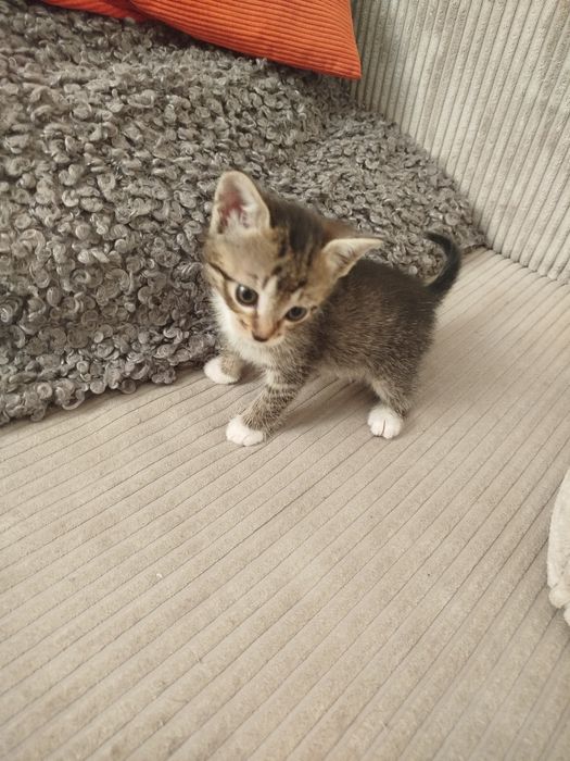 Kotek i kotka za darmo w dobre ręce
