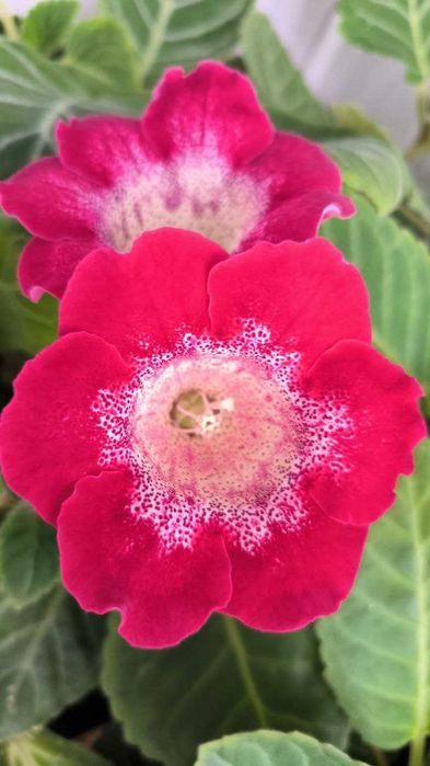 Глоксинія листочки