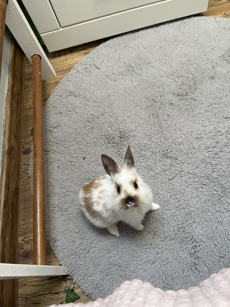 PILNIE! oddam królika miniaturkę