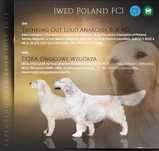 Golden retriever Związek Kynologiczny w Polsce FCI
