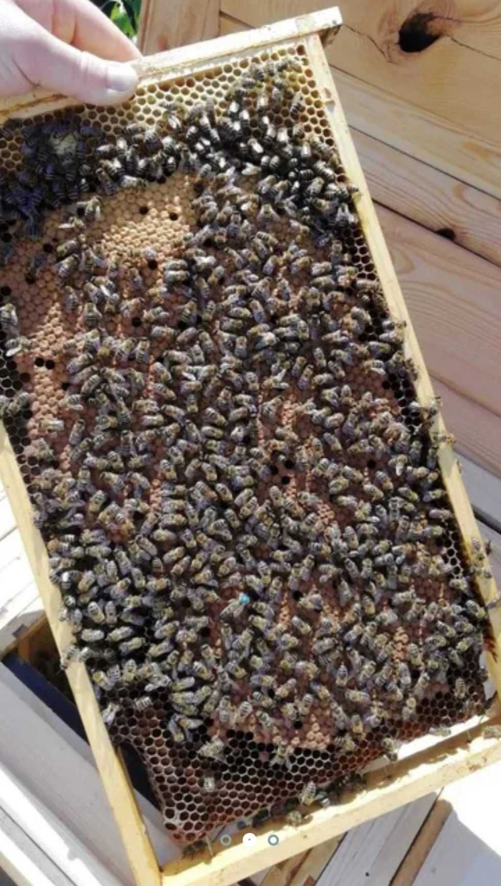 Pszczoły z ULAMI