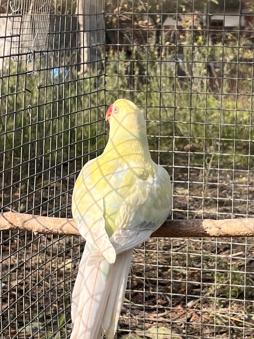 Casal de Ring Necks de 2025