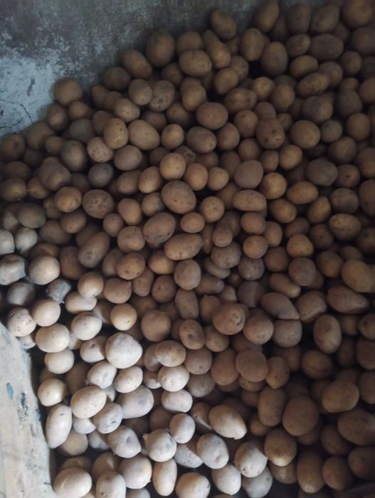 Ziemniaki sadzeniaki