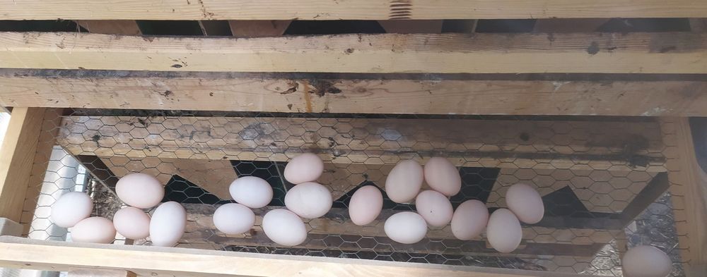 Sprzedam jajka od kur z własnego gospodarstwa