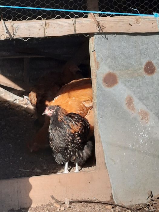 Vendo galinhas várias raças