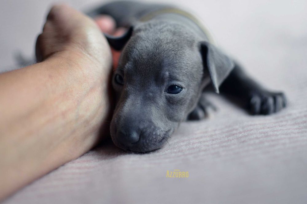 charcik włoski - elegancik z muszką